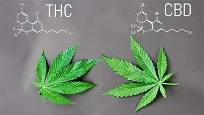 ما هو الفرق بين رباعي هيدروكانابينول (THC) واتفاقية التنوع البيولوجي (CBD)؟