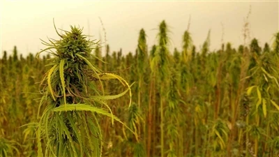 أخبار عاجلة حول اتفاقية التنوع البيولوجي: شركات القنب الكندية تتراجع عن سوق ا...
