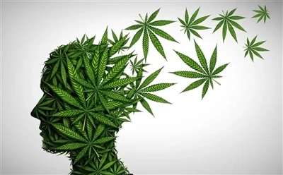 كيفية استخدام زيت CBD لتحقيق الفوائد المثلى: الدليل الكامل؟